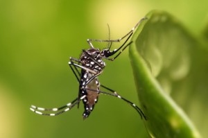 aedes-web
