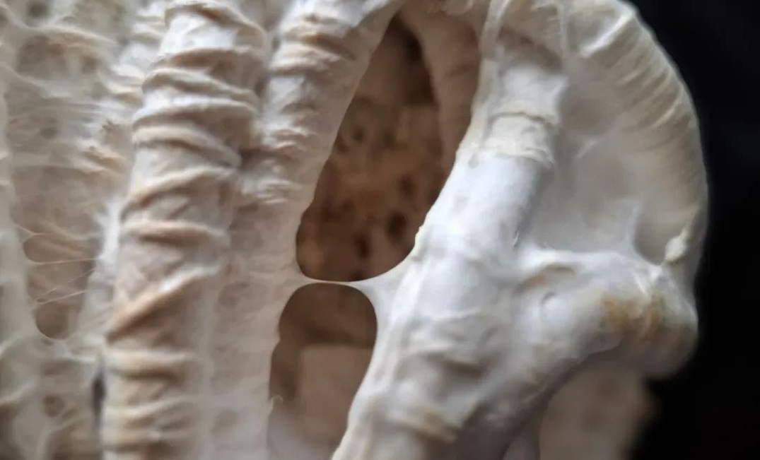 Seminario a distancia  | Un Pensar Corporante | Descolonizar, afectar, performar entre las artes y lo político 