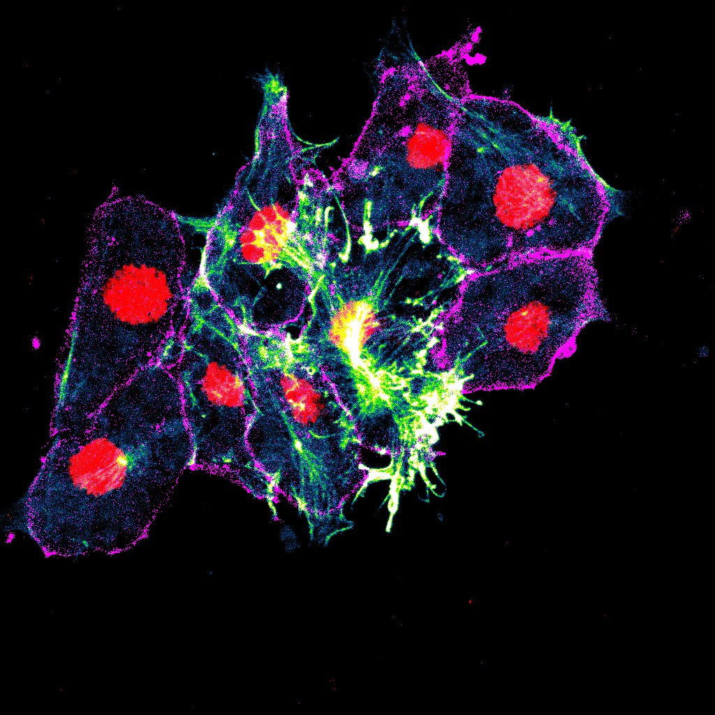 Seminario | Poéticas biointeractivas I | La metáfora anfibia – Biología, transdisciplina y prácticas de disidencia 